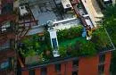Roofgardens