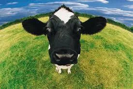 cow